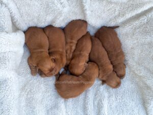 Image of Red Golden 🤎  June 26, a Golden Retriever puppy
