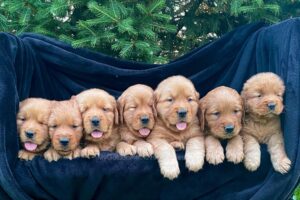 Image of Red Golden 🤎  June 26, a Golden Retriever puppy