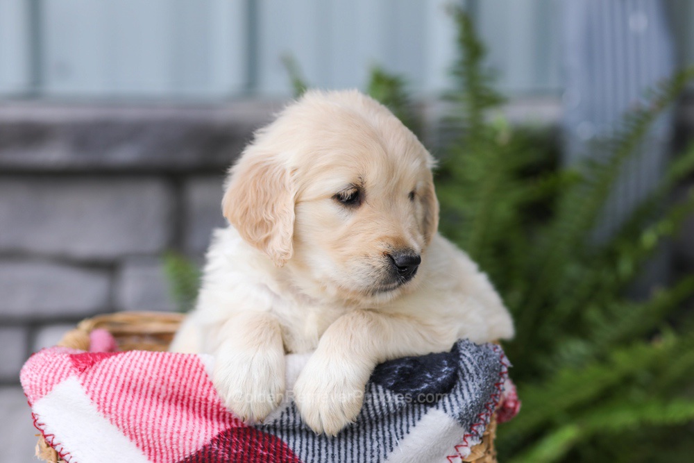 Jade Image of Jade, a Golden Retriever puppy