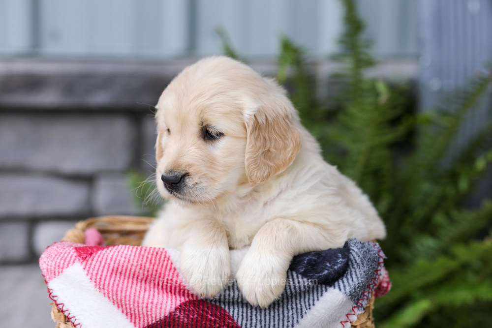 Jade Image of Jade, a Golden Retriever puppy