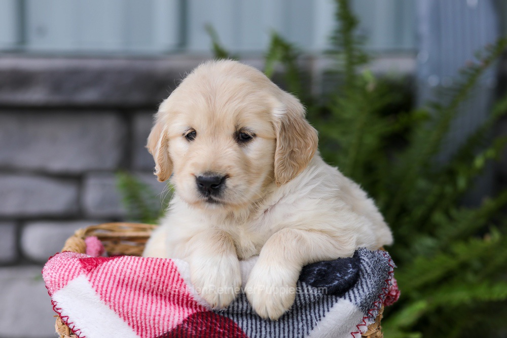 Jade Image of Jade, a Golden Retriever puppy