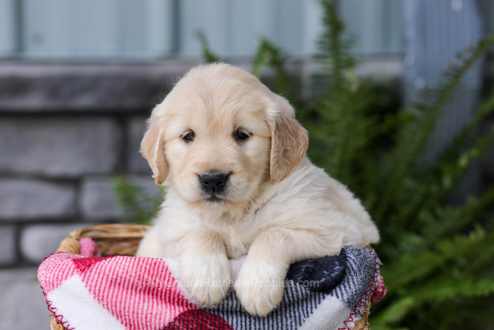 Jade Image of Jade, a Golden Retriever puppy