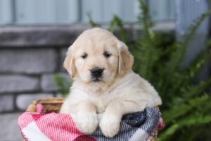 Image of Jade, a Golden Retriever puppy
