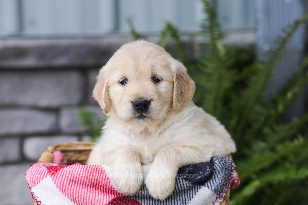Jade Image of Jade, a Golden Retriever puppy