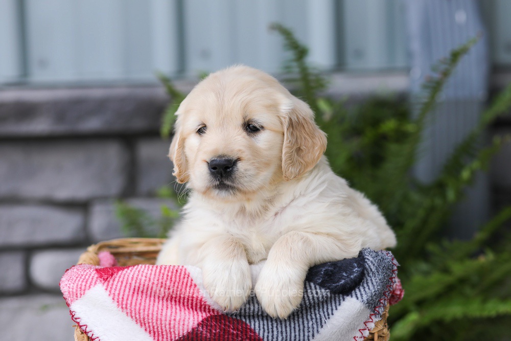 Jade Image of Jade, a Golden Retriever puppy
