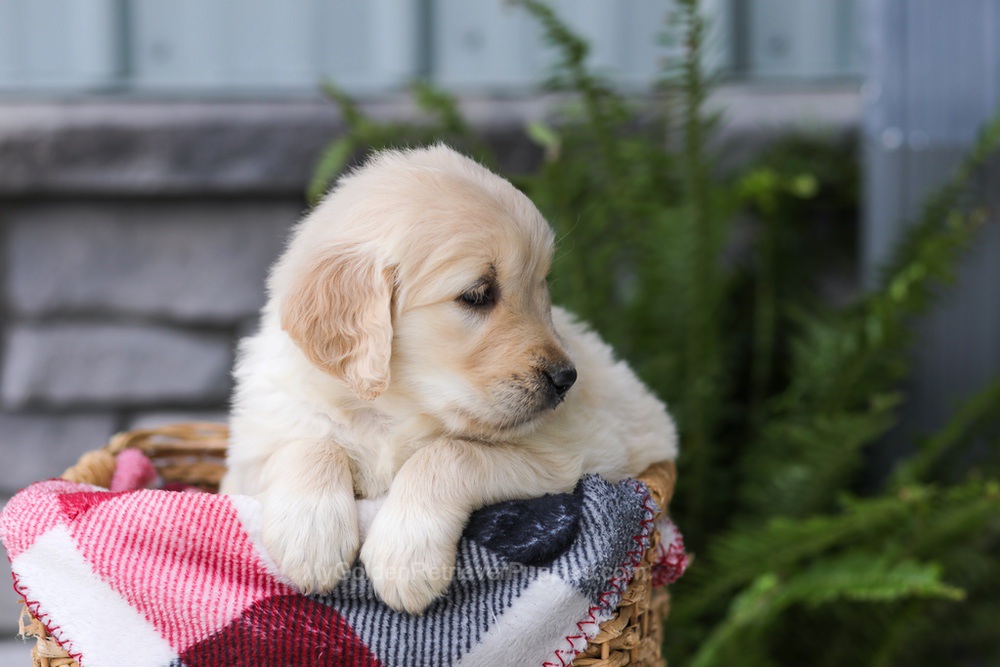 Jade Image of Jade, a Golden Retriever puppy