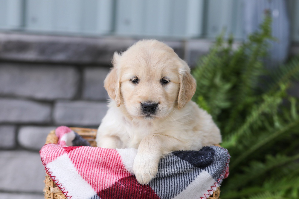 Jade Image of Jade, a Golden Retriever puppy