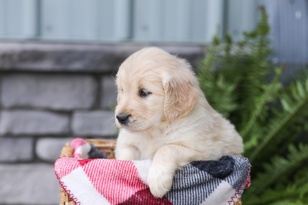 Jade Image of Jade, a Golden Retriever puppy