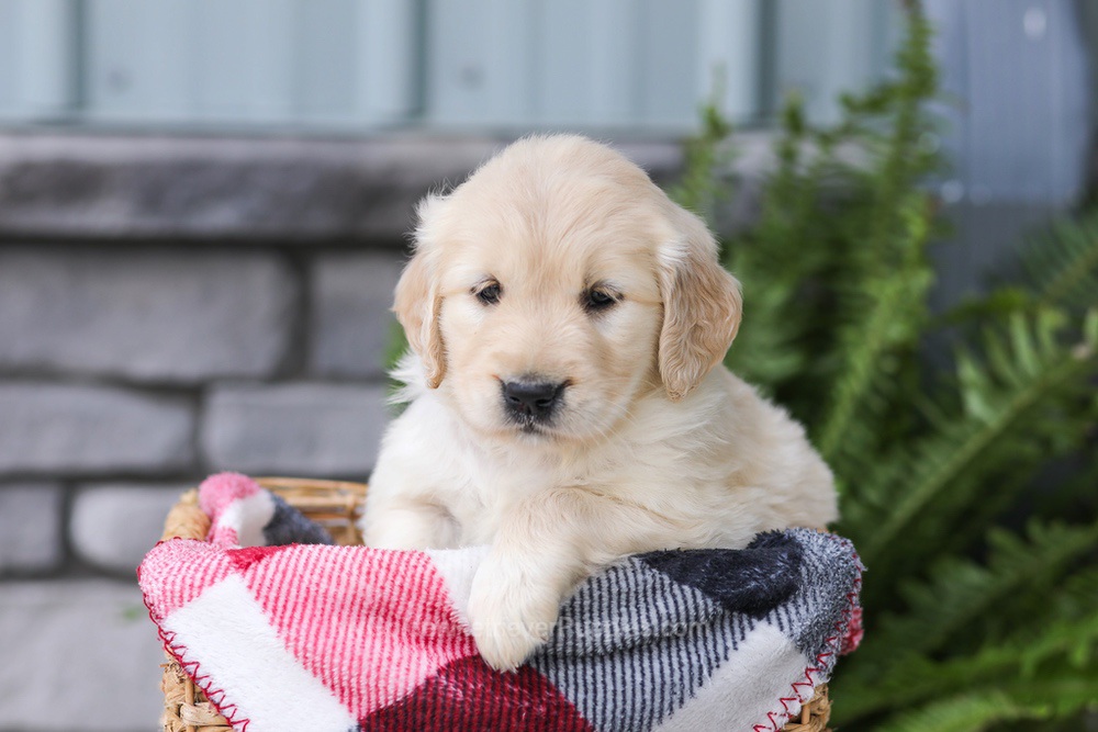Jade Image of Jade, a Golden Retriever puppy