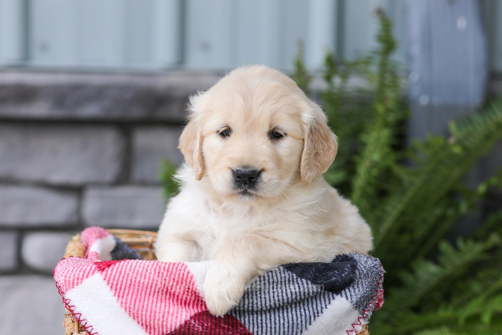 Jade Image of Jade, a Golden Retriever puppy