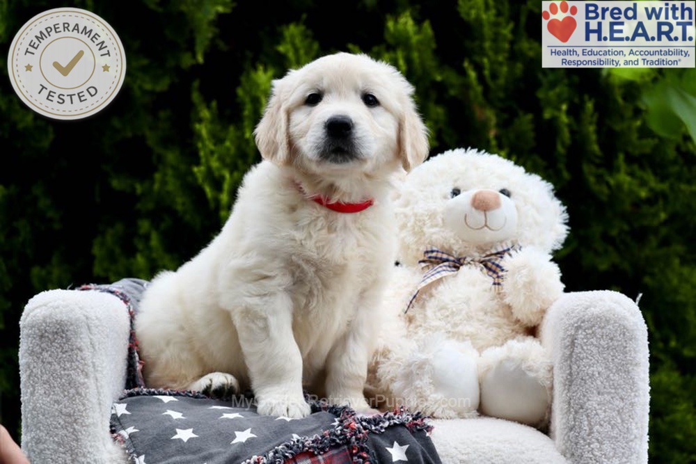 Jesse Image of Jesse, a Golden Retriever puppy