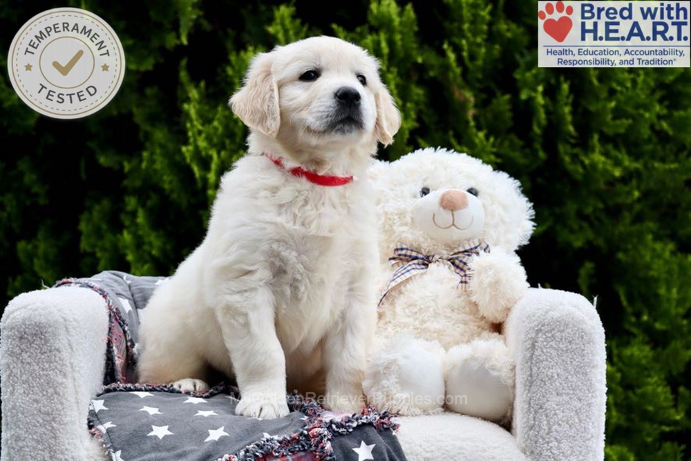 Jesse Image of Jesse, a Golden Retriever puppy