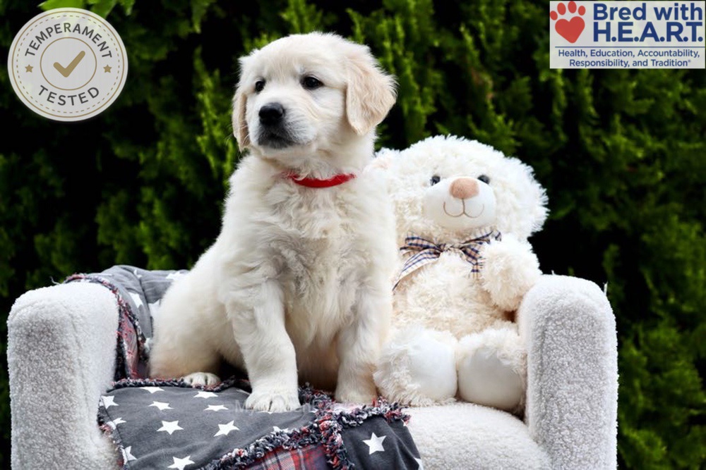 Jesse Image of Jesse, a Golden Retriever puppy