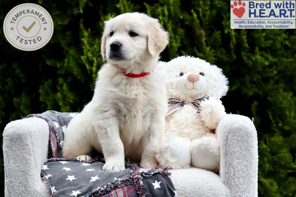 Jesse Image of Jesse, a Golden Retriever puppy