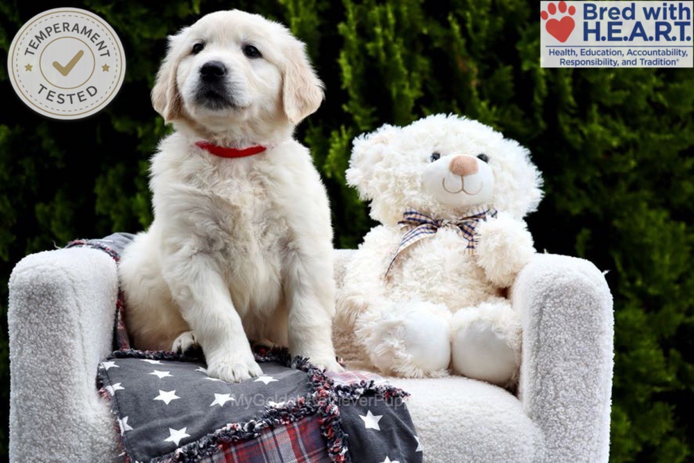 Jesse Image of Jesse, a Golden Retriever puppy