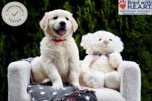 Image of Jesse, a Golden Retriever puppy