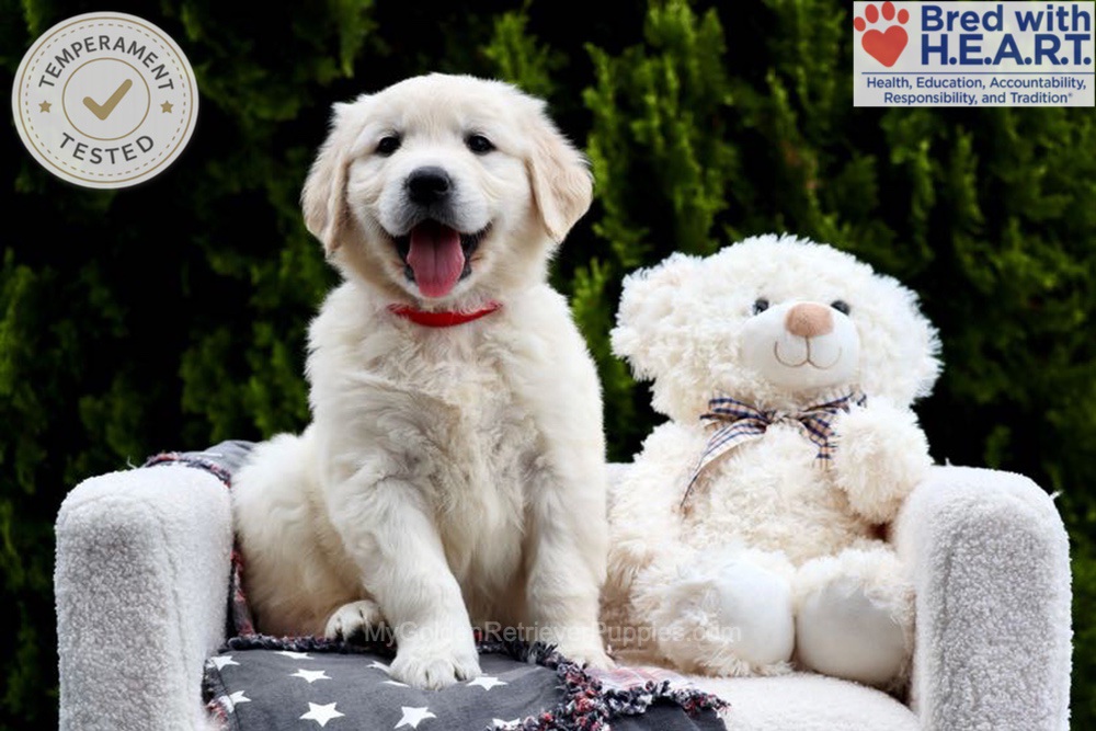 Jesse Image of Jesse, a Golden Retriever puppy