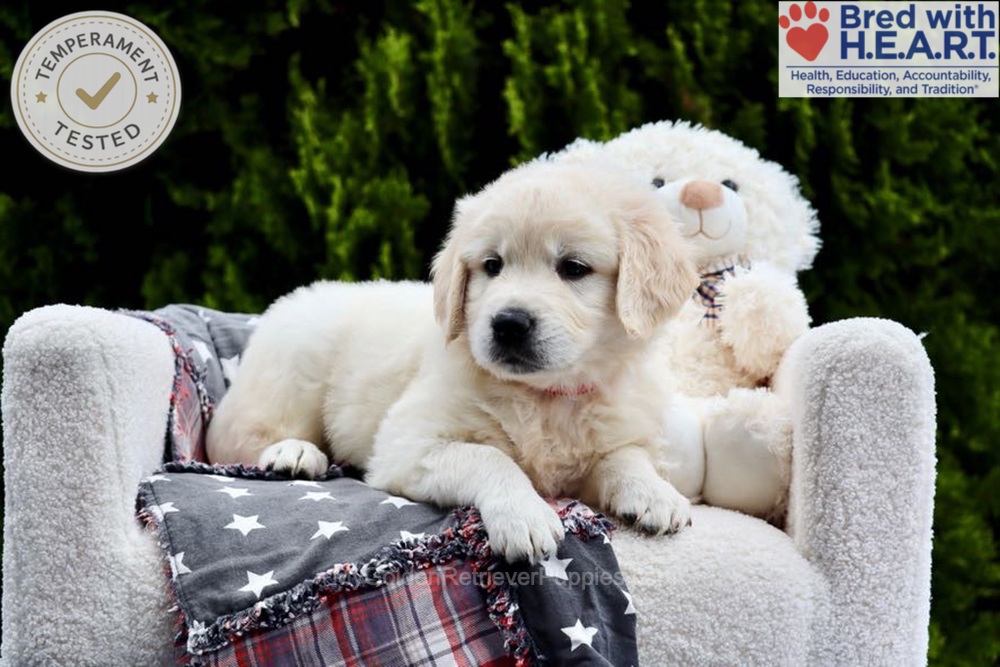 Jesse Image of Jesse, a Golden Retriever puppy