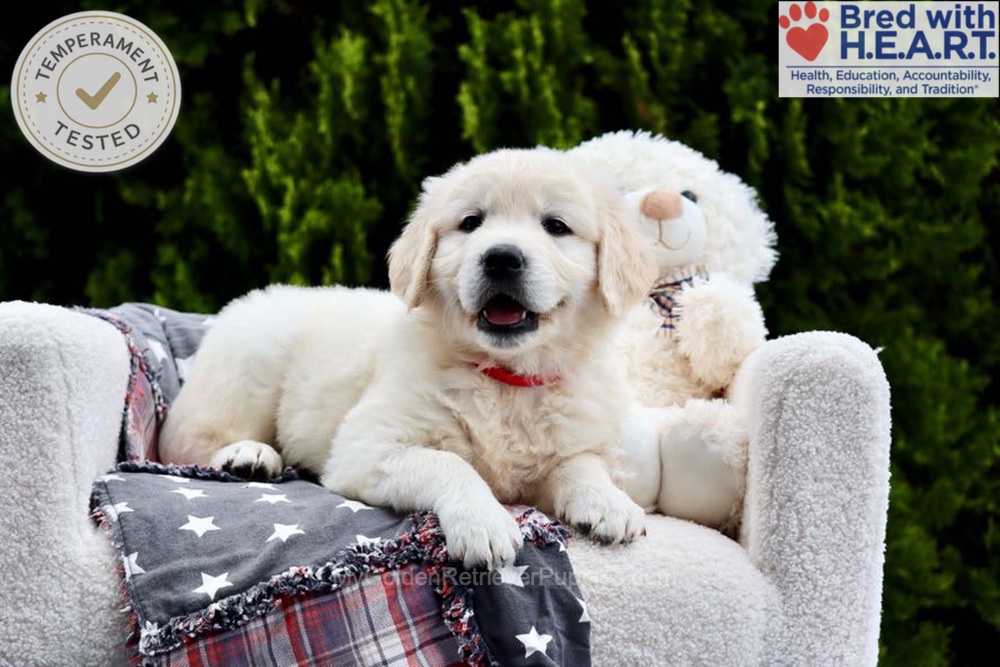 Jesse Image of Jesse, a Golden Retriever puppy