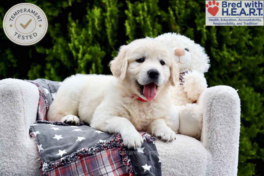 Jesse Image of Jesse, a Golden Retriever puppy