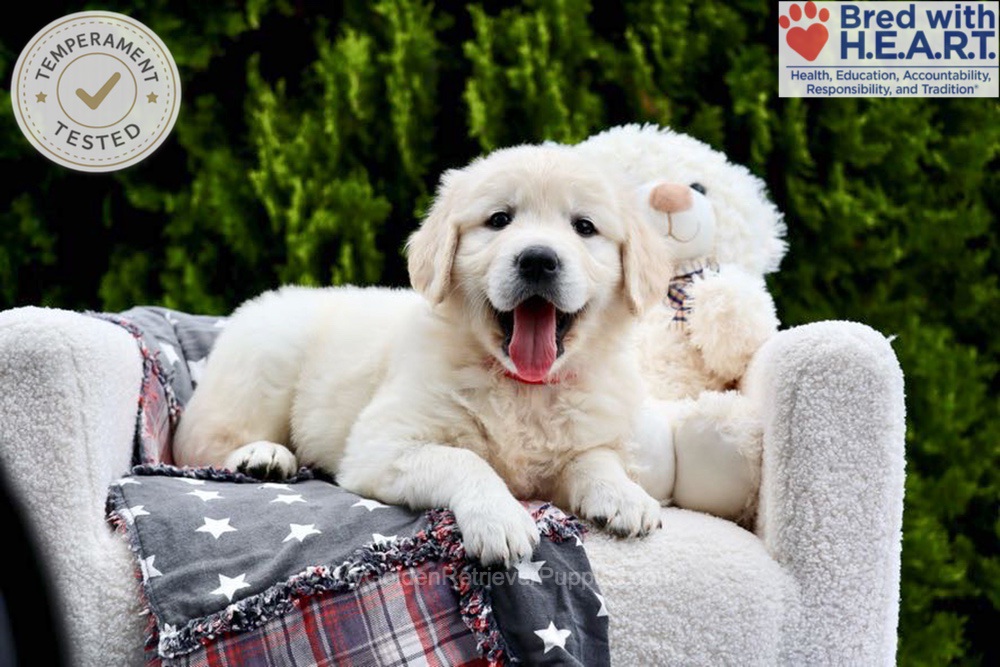 Jesse Image of Jesse, a Golden Retriever puppy