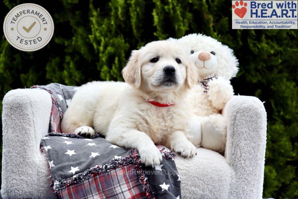 Jesse Image of Jesse, a Golden Retriever puppy