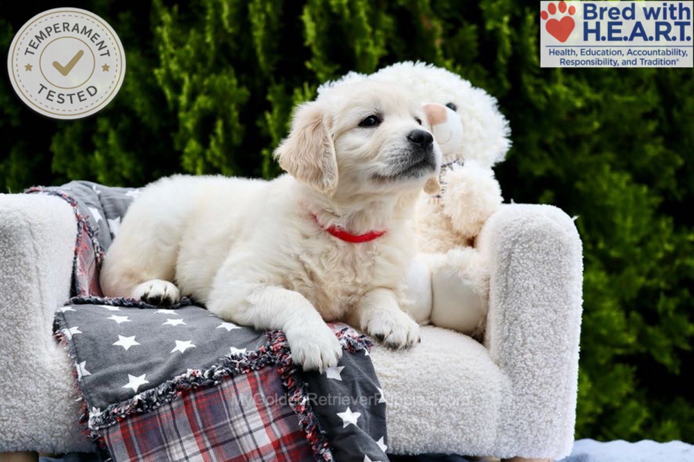 Jesse Image of Jesse, a Golden Retriever puppy