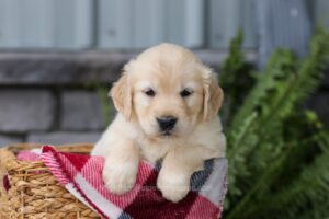 Image of Jewel, a Golden Retriever puppy
