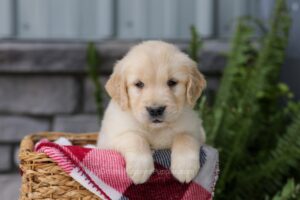Image of Jolene, a Golden Retriever puppy