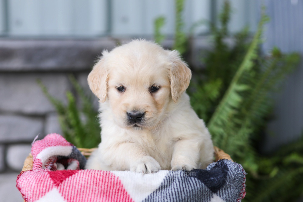 Juniper Image of Juniper, a Golden Retriever puppy