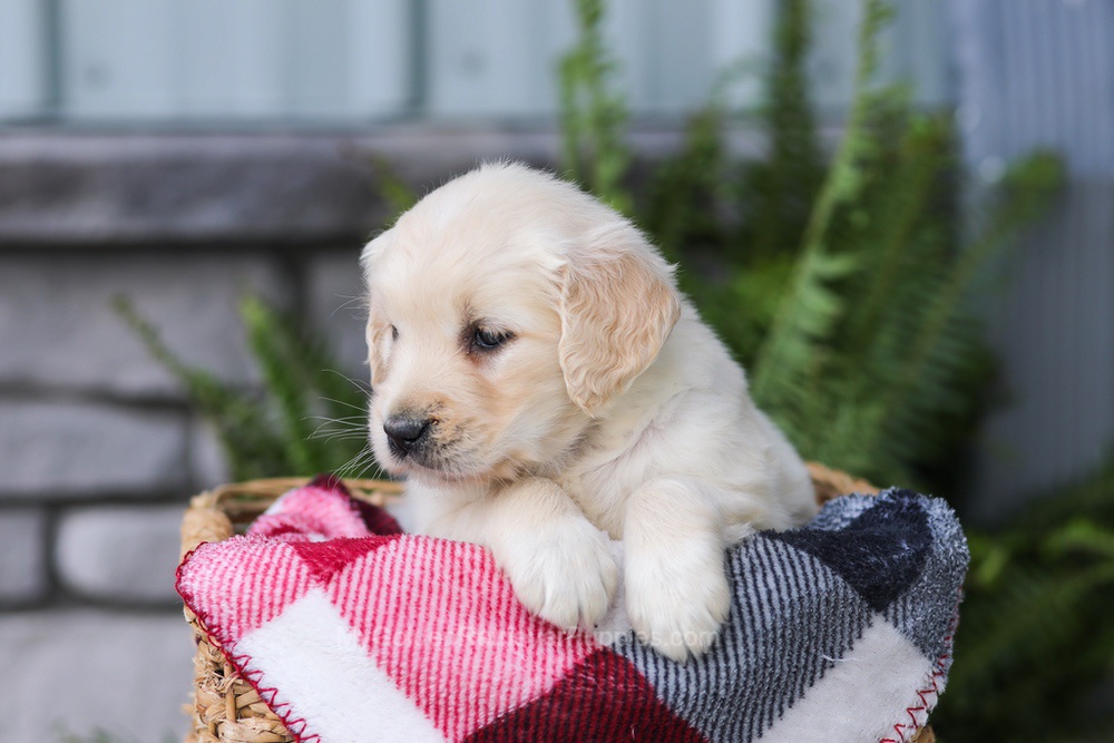 Juniper Image of Juniper, a Golden Retriever puppy