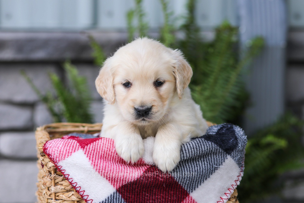Juniper Image of Juniper, a Golden Retriever puppy