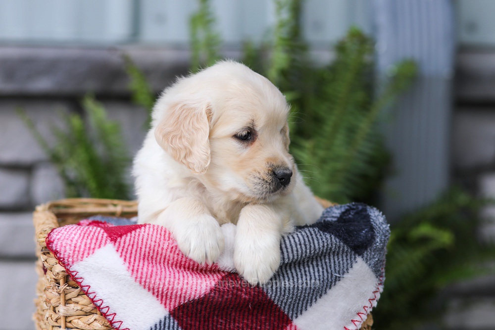 Juniper Image of Juniper, a Golden Retriever puppy