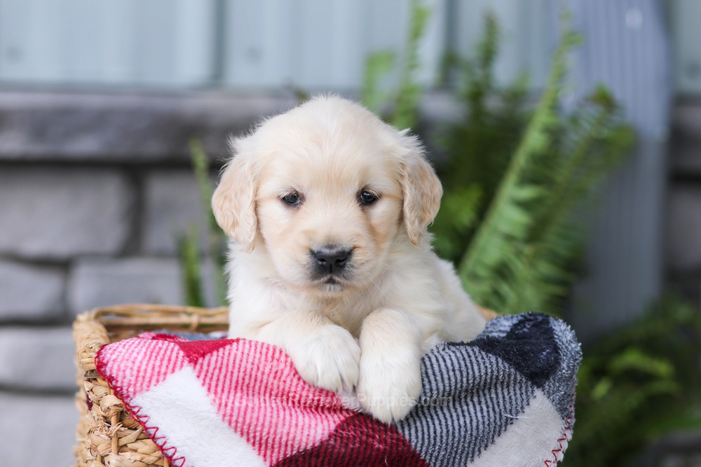 Juniper Image of Juniper, a Golden Retriever puppy