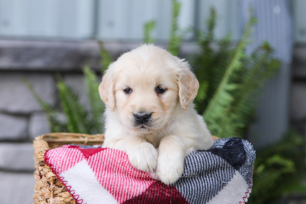 Juniper Image of Juniper, a Golden Retriever puppy