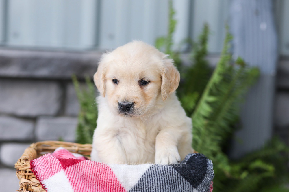 Juniper Image of Juniper, a Golden Retriever puppy