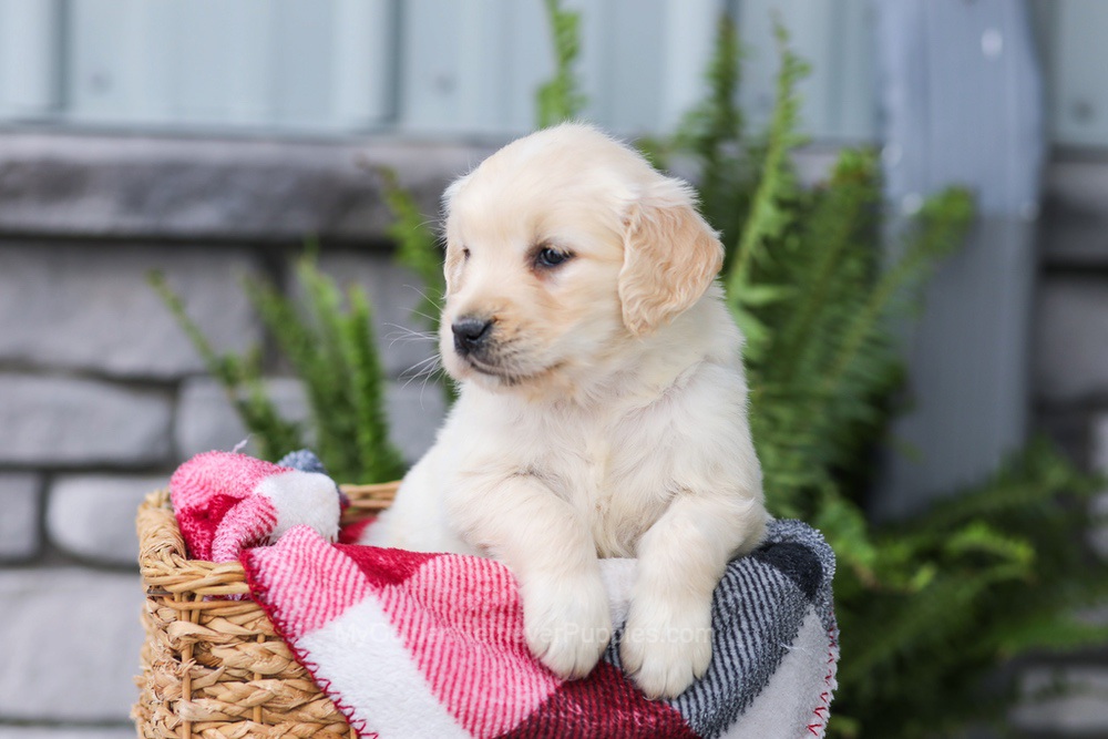 Juniper Image of Juniper, a Golden Retriever puppy