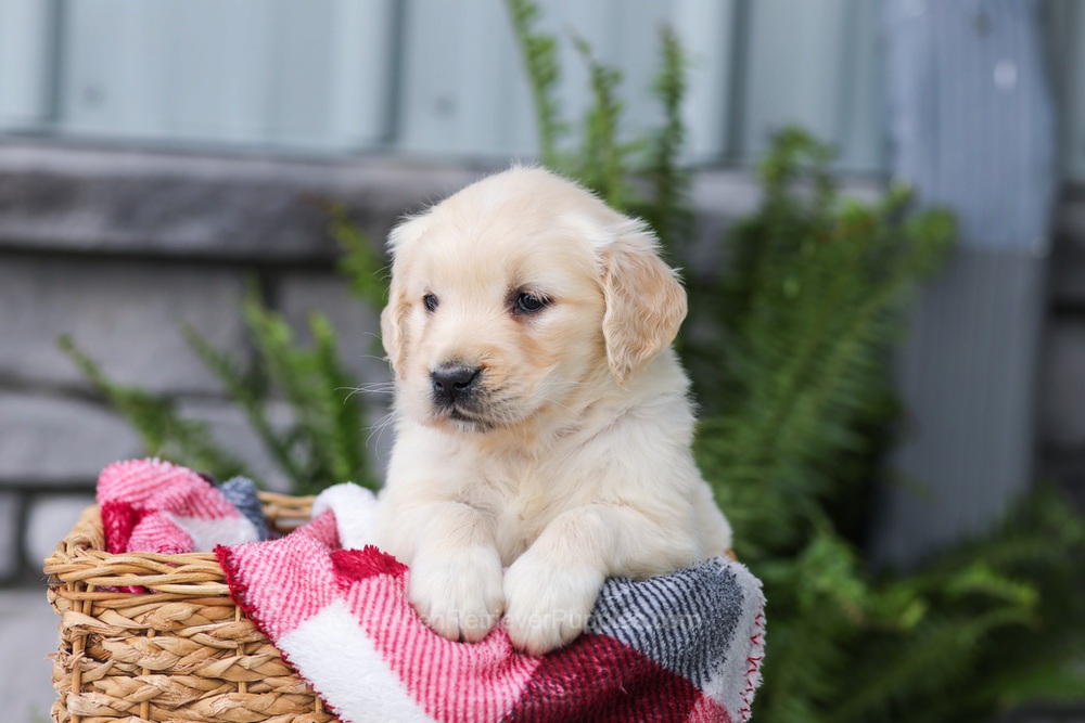 Juniper Image of Juniper, a Golden Retriever puppy