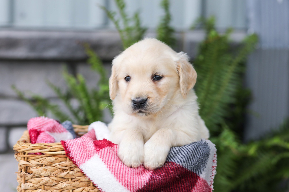 Juniper Image of Juniper, a Golden Retriever puppy
