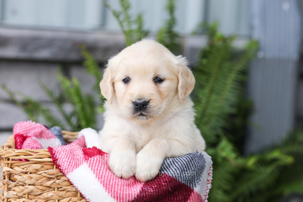 Juniper Image of Juniper, a Golden Retriever puppy