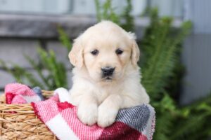 Image of Juniper, a Golden Retriever puppy