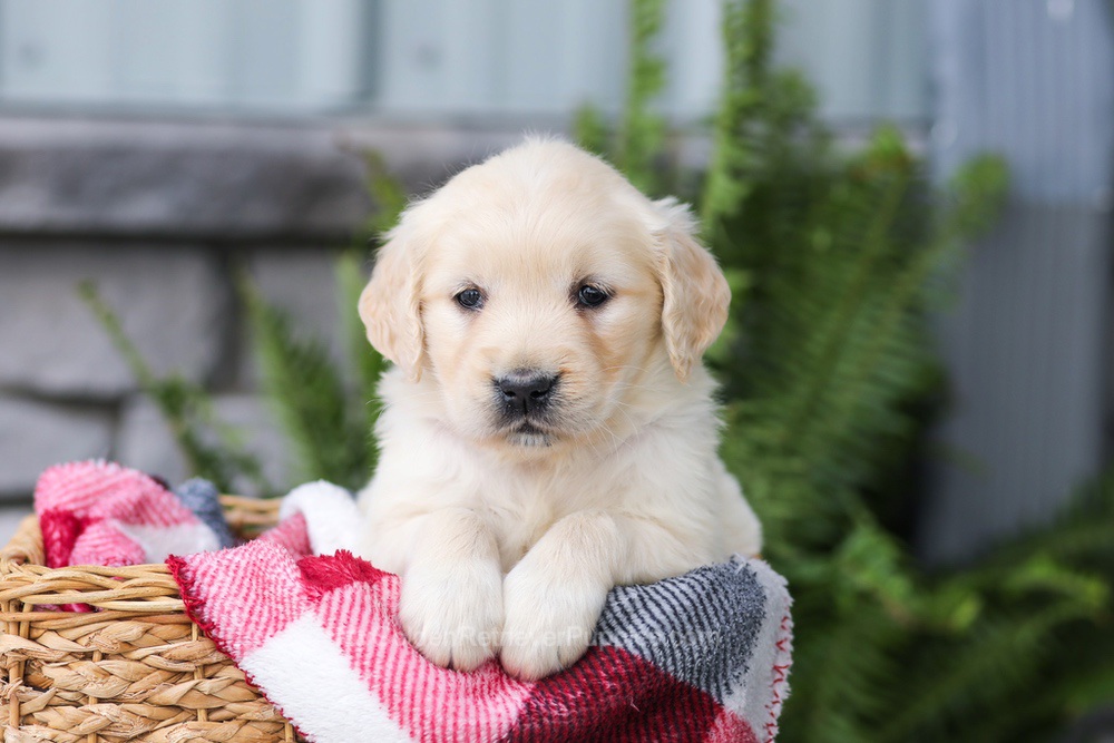 Juniper Image of Juniper, a Golden Retriever puppy