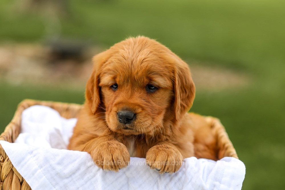Lilac Image of Lilac, a Golden Retriever puppy