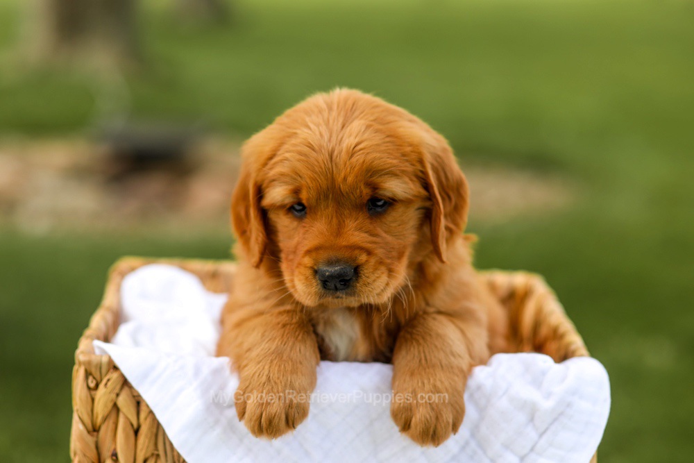 Lilac Image of Lilac, a Golden Retriever puppy