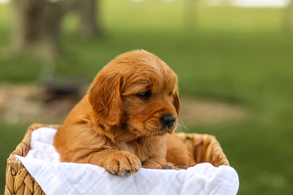 Lilac Image of Lilac, a Golden Retriever puppy