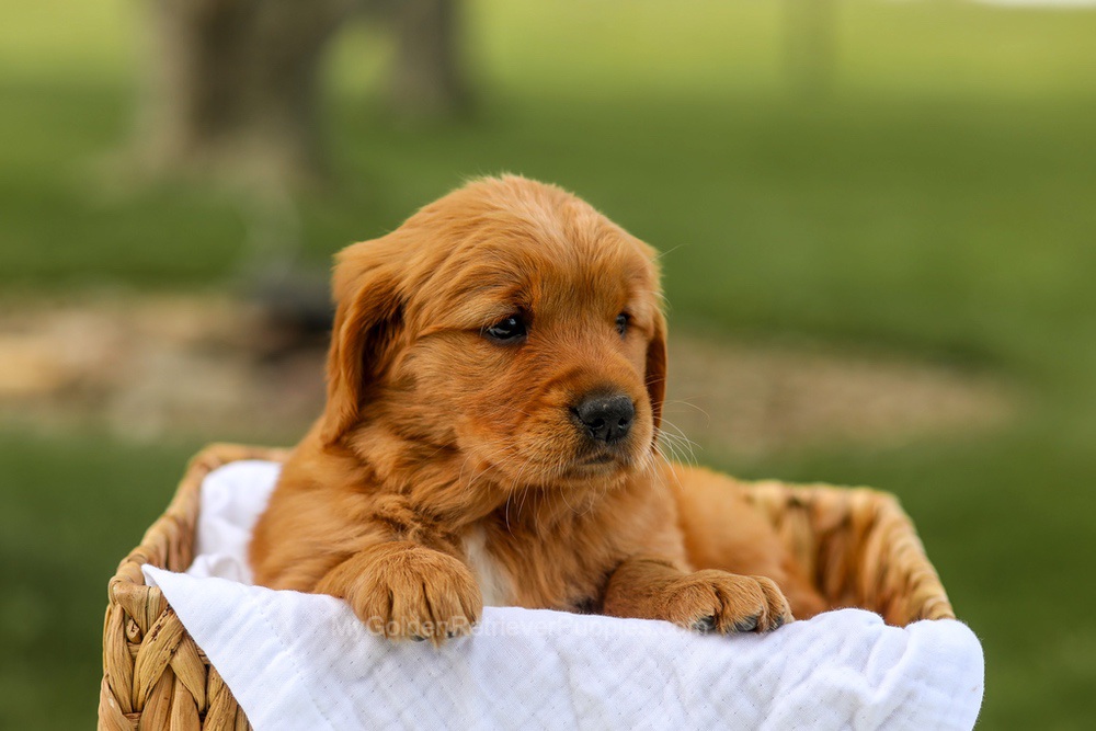 Lilac Image of Lilac, a Golden Retriever puppy