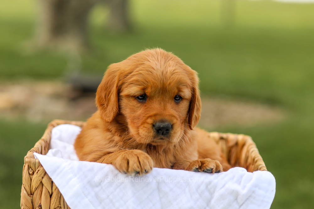 Lilac Image of Lilac, a Golden Retriever puppy
