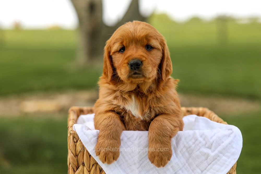 Lilac Image of Lilac, a Golden Retriever puppy
