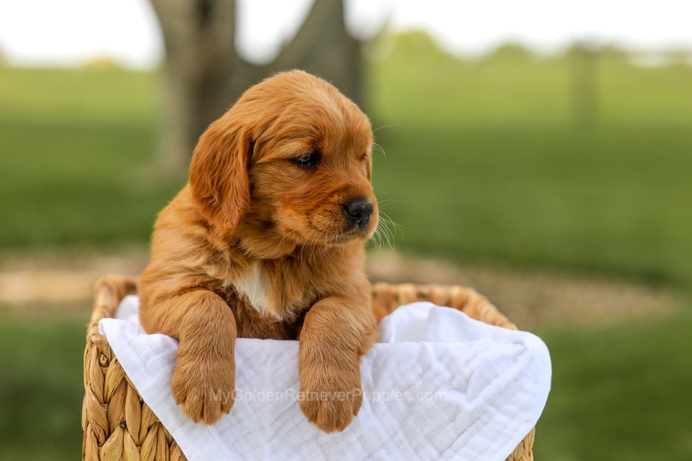 Lilac Image of Lilac, a Golden Retriever puppy
