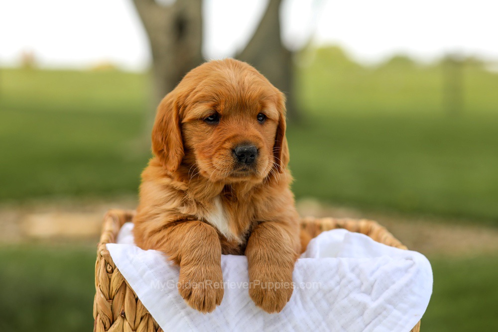 Lilac Image of Lilac, a Golden Retriever puppy